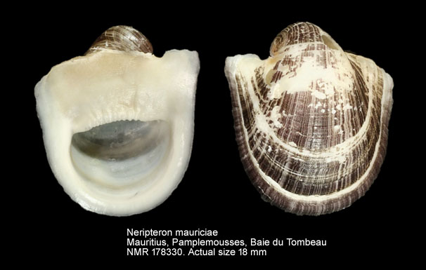 Neripteron mauriciae.jpg - Neripteron mauriciae (Lesson,1831)